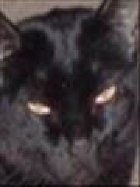 Picture of a cat / kitten / feline