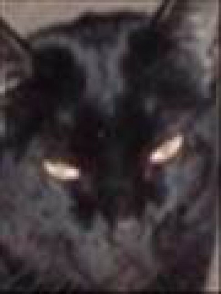 Picture of a cat / kitten / feline