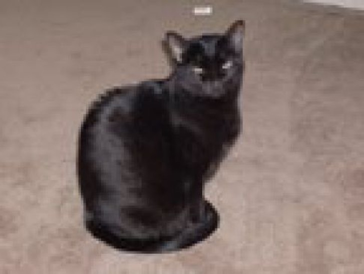 Picture of a cat / kitten / feline