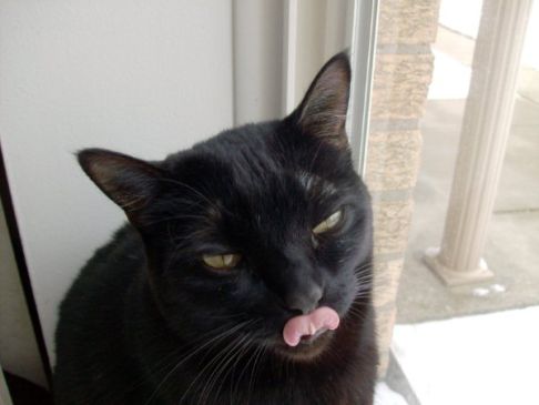 Picture of a cat / kitten / feline