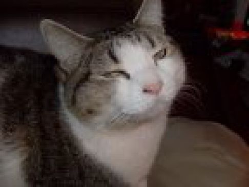 Picture of a cat / kitten / feline