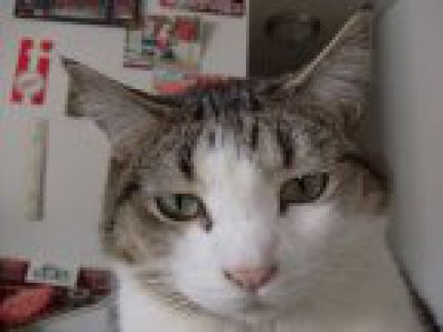 Picture of a cat / kitten / feline