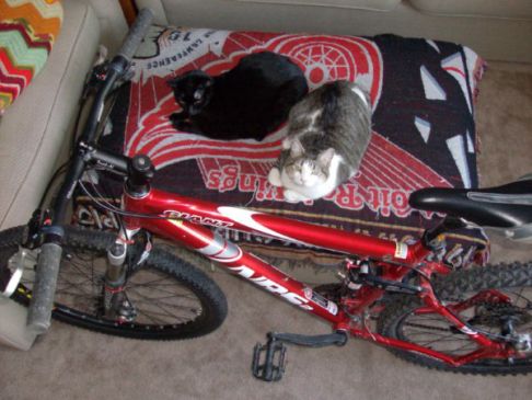 Picture of a cat / kitten / feline