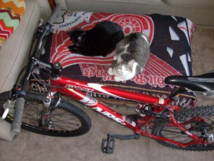 Picture of a cat / kitten / feline