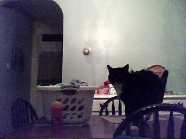 Picture of a cat / kitten / feline