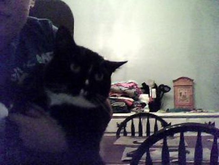 Picture of a cat / kitten / feline