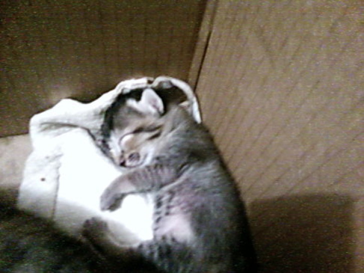 Picture of a cat / kitten / feline