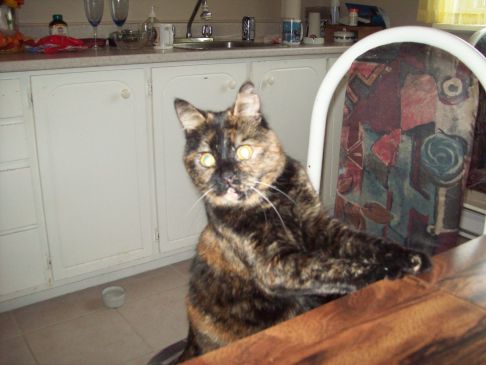 Picture of a cat / kitten / feline