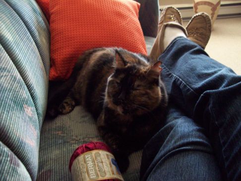 Picture of a cat / kitten / feline