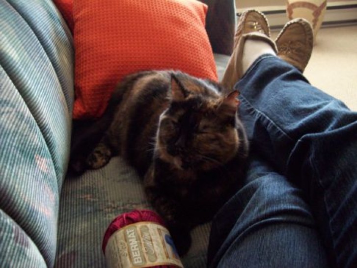 Picture of a cat / kitten / feline