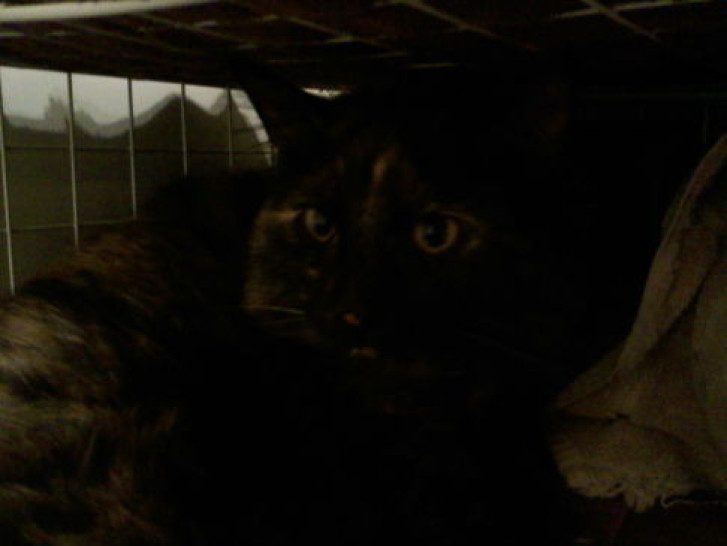 Picture of a cat / kitten / feline