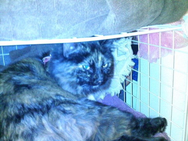 Picture of a cat / kitten / feline