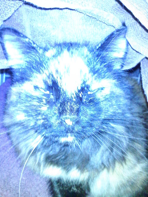 Picture of a cat / kitten / feline