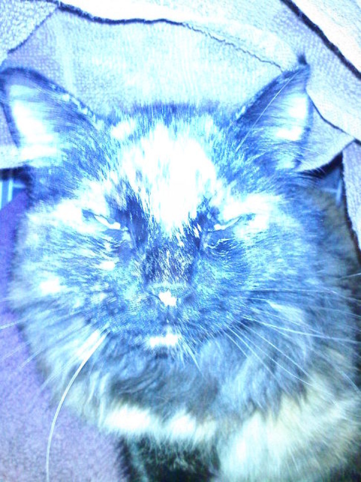 Picture of a cat / kitten / feline