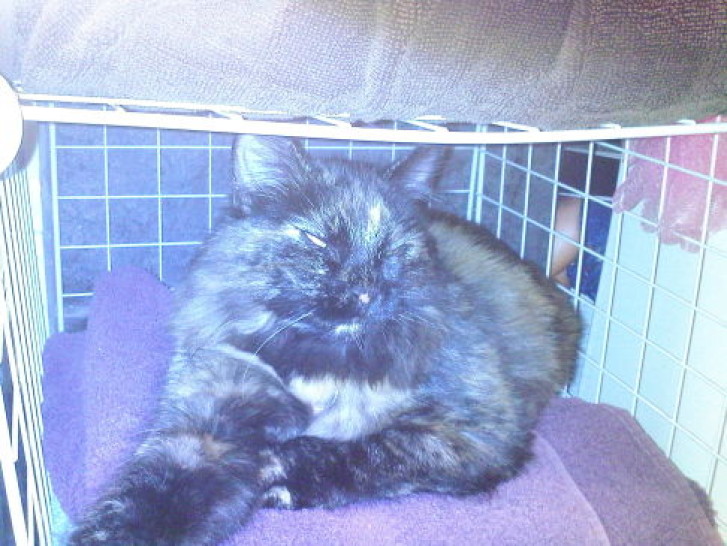 Picture of a cat / kitten / feline