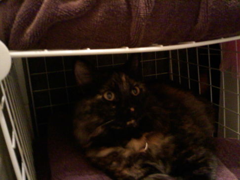 Picture of a cat / kitten / feline