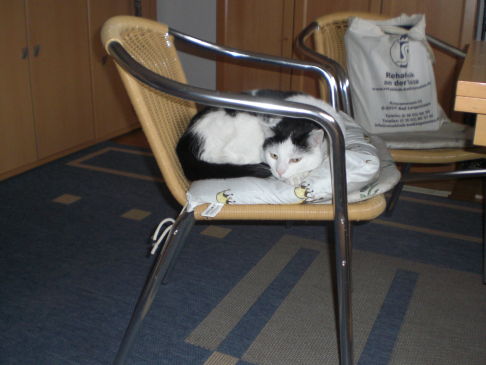 Picture of a cat / kitten / feline