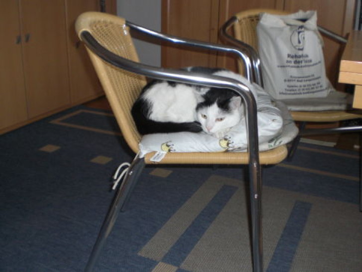 Picture of a cat / kitten / feline