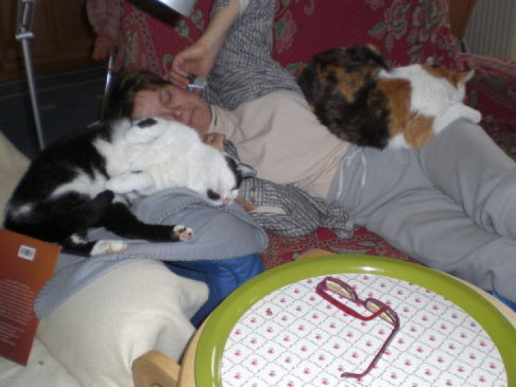 Picture of a cat / kitten / feline