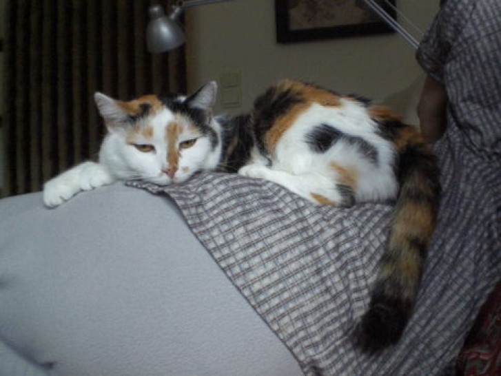 Picture of a cat / kitten / feline