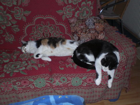 Picture of a cat / kitten / feline