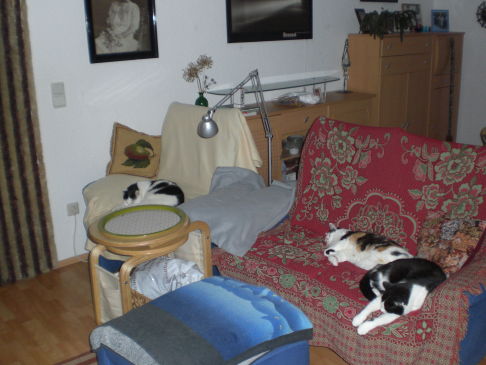 Picture of a cat / kitten / feline