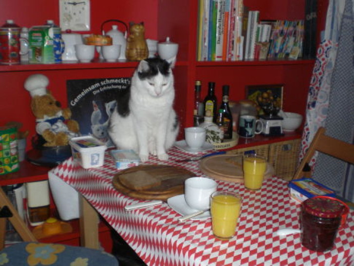 Picture of a cat / kitten / feline