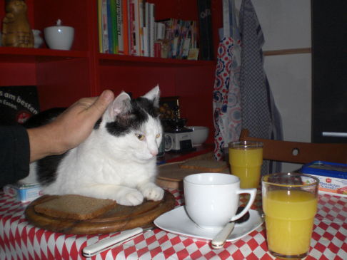 Picture of a cat / kitten / feline