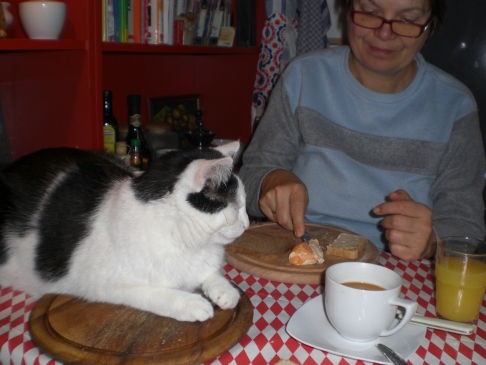 Picture of a cat / kitten / feline