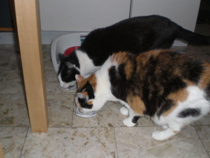 Picture of a cat / kitten / feline