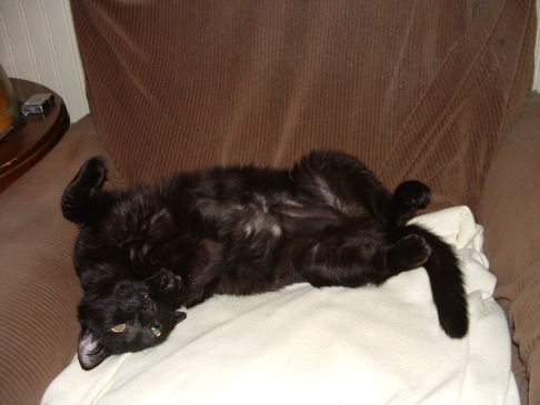 Picture of a cat / kitten / feline