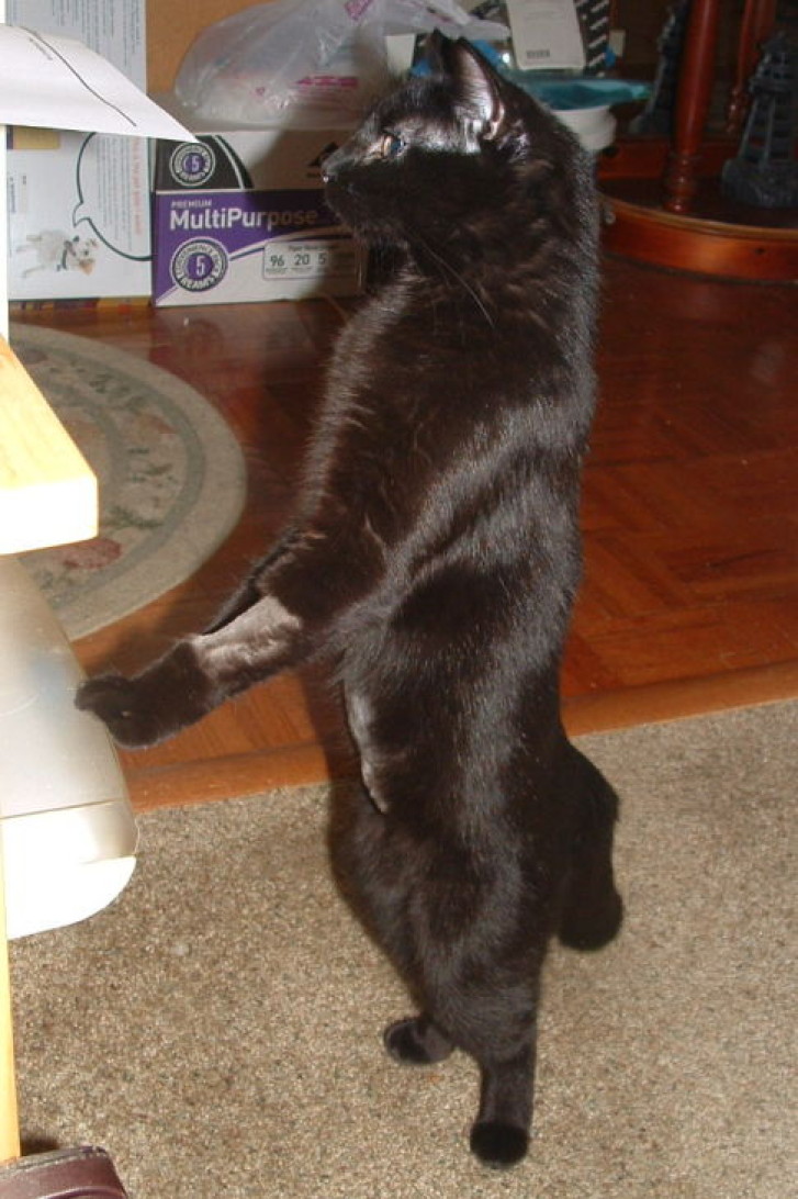 Picture of a cat / kitten / feline