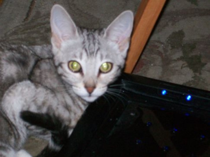 Picture of a cat / kitten / feline