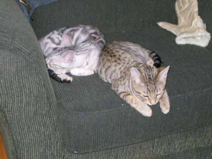 Picture of a cat / kitten / feline