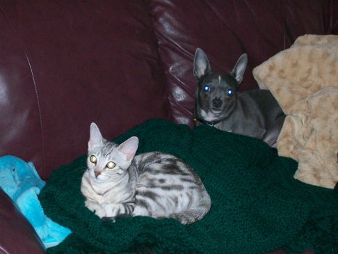 Picture of a cat / kitten / feline