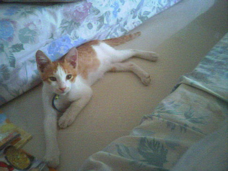 Picture of a cat / kitten / feline