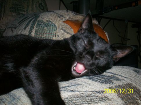 Picture of a cat / kitten / feline