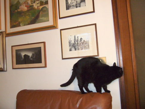 Picture of a cat / kitten / feline