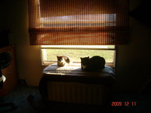 Picture of a cat / kitten / feline