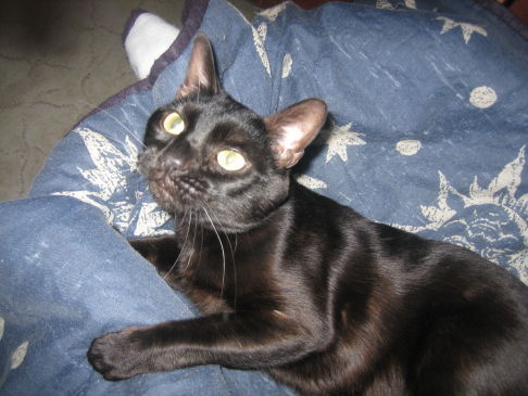 Picture of a cat / kitten / feline