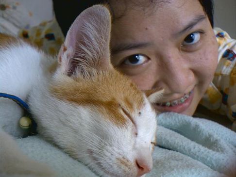 Picture of a cat / kitten / feline