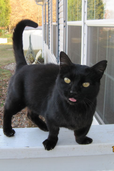 Picture of a cat / kitten / feline