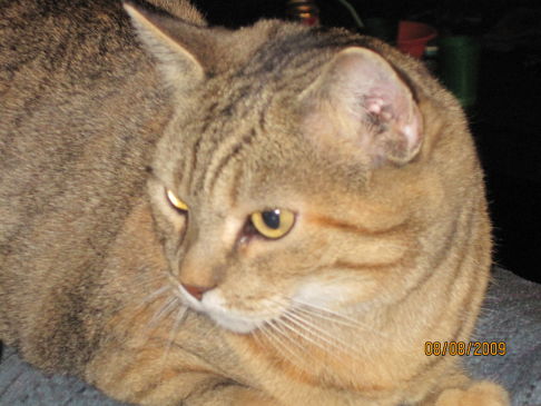 Picture of a cat / kitten / feline