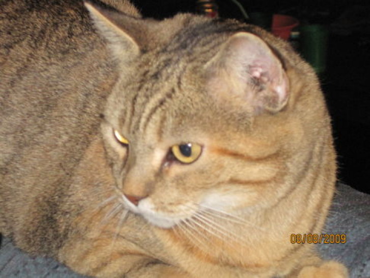 Picture of a cat / kitten / feline