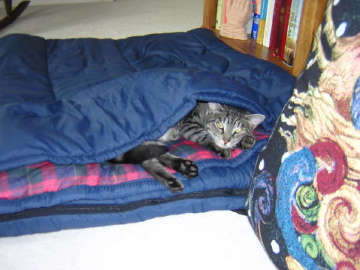 Picture of a cat / kitten / feline