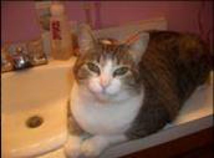 Picture of a cat / kitten / feline