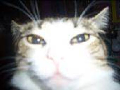 Picture of a cat / kitten / feline