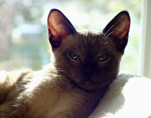 Picture of a cat / kitten / feline