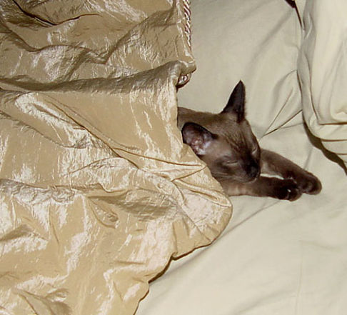 Picture of a cat / kitten / feline