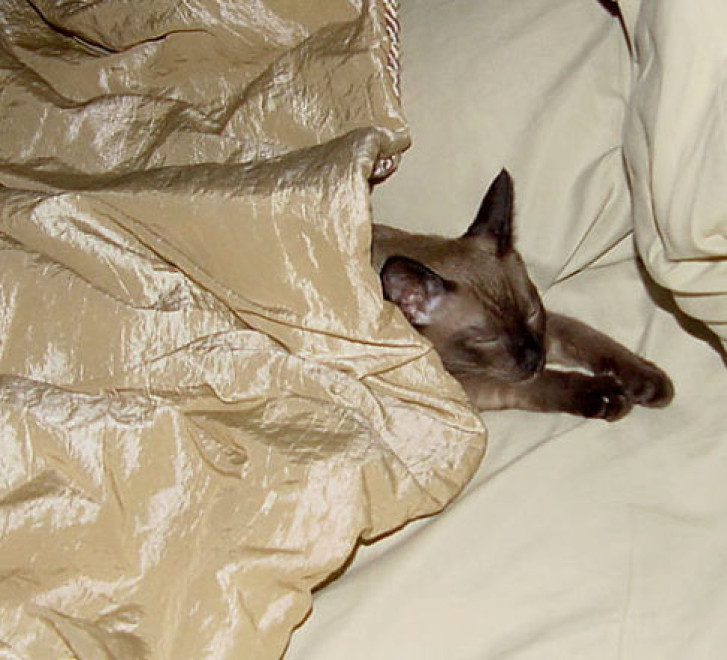 Picture of a cat / kitten / feline